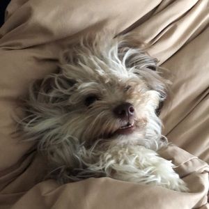 Meet your Posher, Cyan